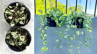 Propagating Pothos is Easy and How to Refresh My Garden [upl. by Sisely]