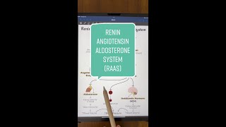 ReninAngiotensinAldosterone System Explained [upl. by Rossner]