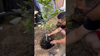 Planting a Calamondin Citrus Tree [upl. by Enehs]