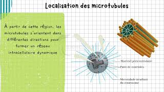 Vidéo 3 Cytosquelette  les Microtubules  Structure Organisation et Rôles Essentiels [upl. by Annoel]