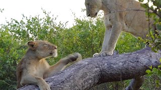 LIONESS FALLS off LOG 😂 [upl. by Yrogreg]