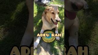 ADEU RAH mascotas pet dog depechemode personaljesus Rah electronicmusic [upl. by Aidile]