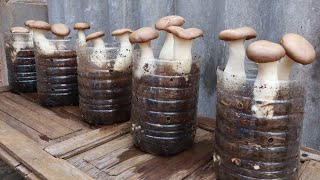 Growing mushrooms at home is super simple from recycled plastic cans  Anyone can grow them [upl. by Maida531]