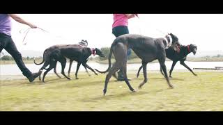 Introducing Greyhound Pets of Ireland [upl. by Wulf]