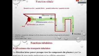 UE3 Physiologie Rénale بالعربية  3 Les Fonctions Tubulaires Par TAGZOUT MAISSENE [upl. by Martinez390]