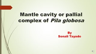 Mantle cavity or pallial complex of Pila [upl. by Nnaesor]