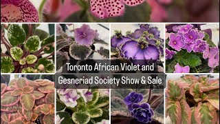 Plant shopping  Toronto African Violet and Gesneriad Society Show amp Sale [upl. by Trini]