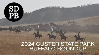 59th Annual Custer State Park Buffalo Roundup Live Stream [upl. by Kovacev744]