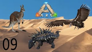 Les Argentavis sont dans Scorched Earth   Ark Ascended Scorched Earth ep9 [upl. by Toille]