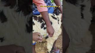 sub cutaneous injection to sheep youtubeshorts viralvideo sheep subcutaneousinjection [upl. by Myrwyn]