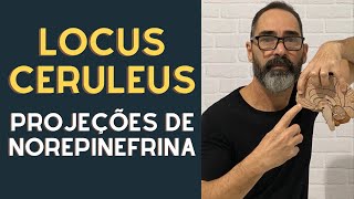 LOCUS CERULEUS  PROJEÇÕES DE NOREPINEFRINA PARA O ENCÉFALO [upl. by Gunner]