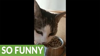 Excited cat makes loud noises while eating [upl. by Atoiganap]