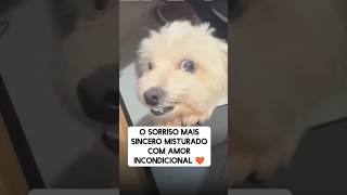 VEJA O QUE ESSE CACHORRO FEZ cachorro dog music song [upl. by Haimarej]