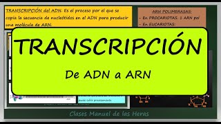 Transcripción del ADN Explicación Diferencias entre Procariotas y Eucariotas [upl. by Raimondo]