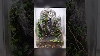 Paludarium style terrarium with a working waterfall terrarium waterfalls paludarium [upl. by Ilatfan]