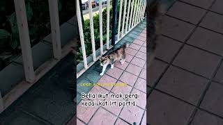 Lelah kaki melangkah shorts cat catlover kucing [upl. by Nanoc]