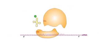 Protein Synthesis Inhibitors antibiotics animation video [upl. by Musihc]