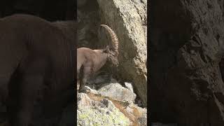 📍Parque Nacional de Mercantour France — 🐐 encounter NCVNT France hiking trekking fun [upl. by Airamahs]