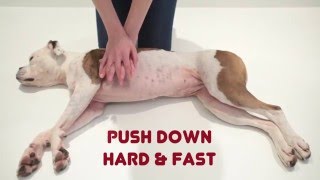 Unconscious Dog  How to Help  First Aid for Pets [upl. by Arriat906]