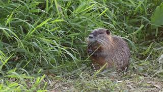 Nature and Wildlife 2023  Jerichower Land [upl. by Heydon]