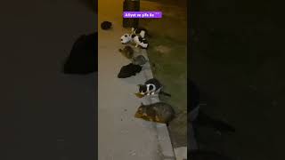 satınalmasahiplen keşfet cat kedi catlover evlat sokakhayvanlarısahipsizdegildir insanlık [upl. by Dierdre103]