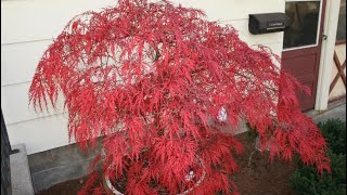 GARNET JAPANESE MAPLE [upl. by Vivianna82]