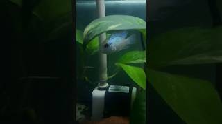 BLUE ACARA FISH fishing aquarium subscribe fish fishtank youtube pets shortsfeed shorts [upl. by Euqinotna]