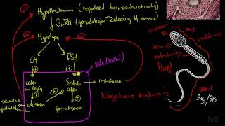 412  Spermatogenese [upl. by Htiek]