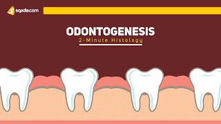 Odontogenesis  2Minute Histology  Anatomy Video Lectures  VLearning [upl. by Fotina]