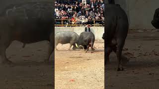 Bull fight 025youtubeshorts [upl. by Hecker962]