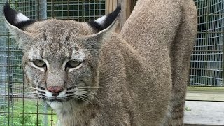 Max amp Mary Ann the Bobcats on the Catwalk [upl. by Aivax54]