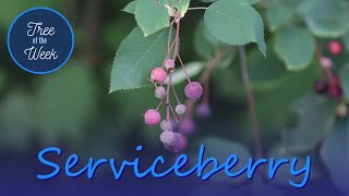 Tree of the Week Serviceberry [upl. by Jocelyne]