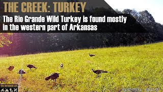 The Creek Wild Turkey in Arkansas [upl. by Cown621]