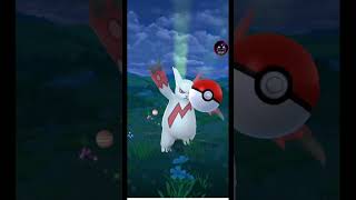 1700 cp zangoose Pokemon in wild in Pokemon gopoker [upl. by Elbert746]