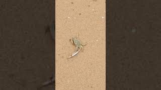 Cape York Fishing  Mr Crab 🦀 [upl. by Magree953]