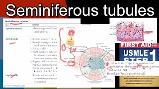 Seminiferous tubules  functions amp regulation of Sertoli cells amp Leydig cell in HindiUrdu by step 1 [upl. by Nwahsud]