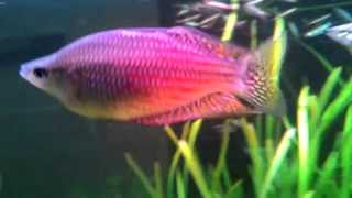 Melanotaenia splendida inornata 澳洲彩虹 VID 20141104 233924 [upl. by Williamson]