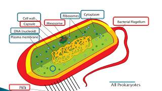 Prokaryotes eukaryotes and viruses [upl. by Sidonnie458]