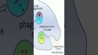 shorts short shortvideo biology lymphatic amp phagocytic cells [upl. by Thomasa697]