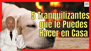 🟢 CÓMO HACER 5 TIPOS DE TRANQUILIZANTE PARA PERROS CASERO 🟢 [upl. by Avner]