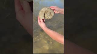 100 Million Year Old Ammonite Fossil Find [upl. by Arleyne]