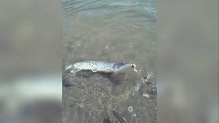 Catching northern pike at Cochiti lake [upl. by Cutcliffe323]