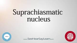 Suprachiasmatic nucleus Anatomy of the Brain SeeHearSayLearn 🔊 [upl. by Aelgna]