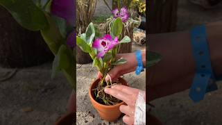 Very great ideas repotting dendrobium plants short garden plants orchid [upl. by Three]