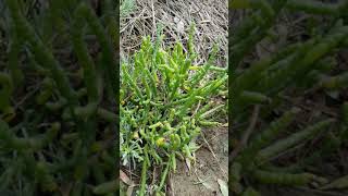 La Salicorne  Plante Comestible De Bord De Mer  Glasswort An Edible Seaside Plant [upl. by Suivart]