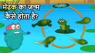 मेंढक का जीवन चक्र  Life Cycle Of A Frog In Hindi  Frog Life Cycle  Binocs Ki Duniya [upl. by Ettennig329]