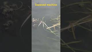 They Used Seaweed Machine To Clear Seaweed  and Algae From The Lake seawave [upl. by Zigrang]