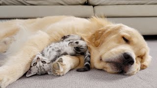 Kitten Raised By Golden Retrievers Starts Acting Like A Puppy [upl. by Abra147]