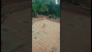 Rajapalayam dog video [upl. by Rudman]