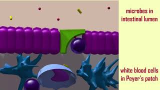 M cells amp FAE of Peyers patches [upl. by Mcripley]